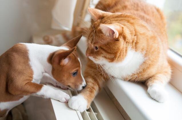 The industry chain changes in the next 5 years from the pet life cycle